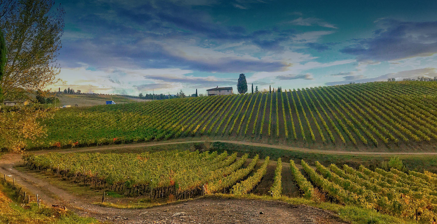 The Vineyards - Malenchini Wine Estate